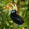 Zoborozec belolici - Anthracoceros albirostris - Oriental Pied-Hornbill o9291